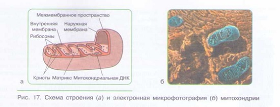 СТРОЕНИЕ КЛЕТКИ_005